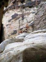 Ringtailed Cat.  Comfortable enough with us to take a nap. (Category:  Rock Climbing)