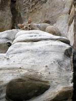 Ringtailed Cat.  I was about 30' away, shooting with maximum zoom. (Category:  Rock Climbing)