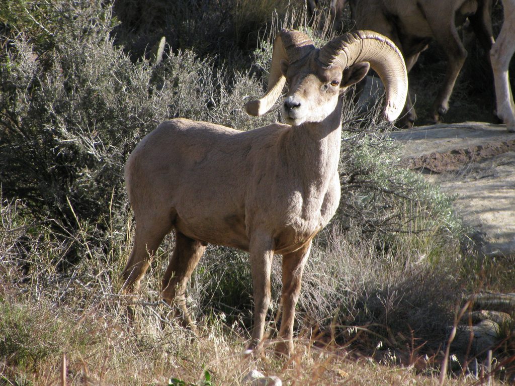 Big Horn Sheep (Category:  Rock Climbing)