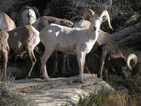 Big Horn Sheep (Category:  Rock Climbing)