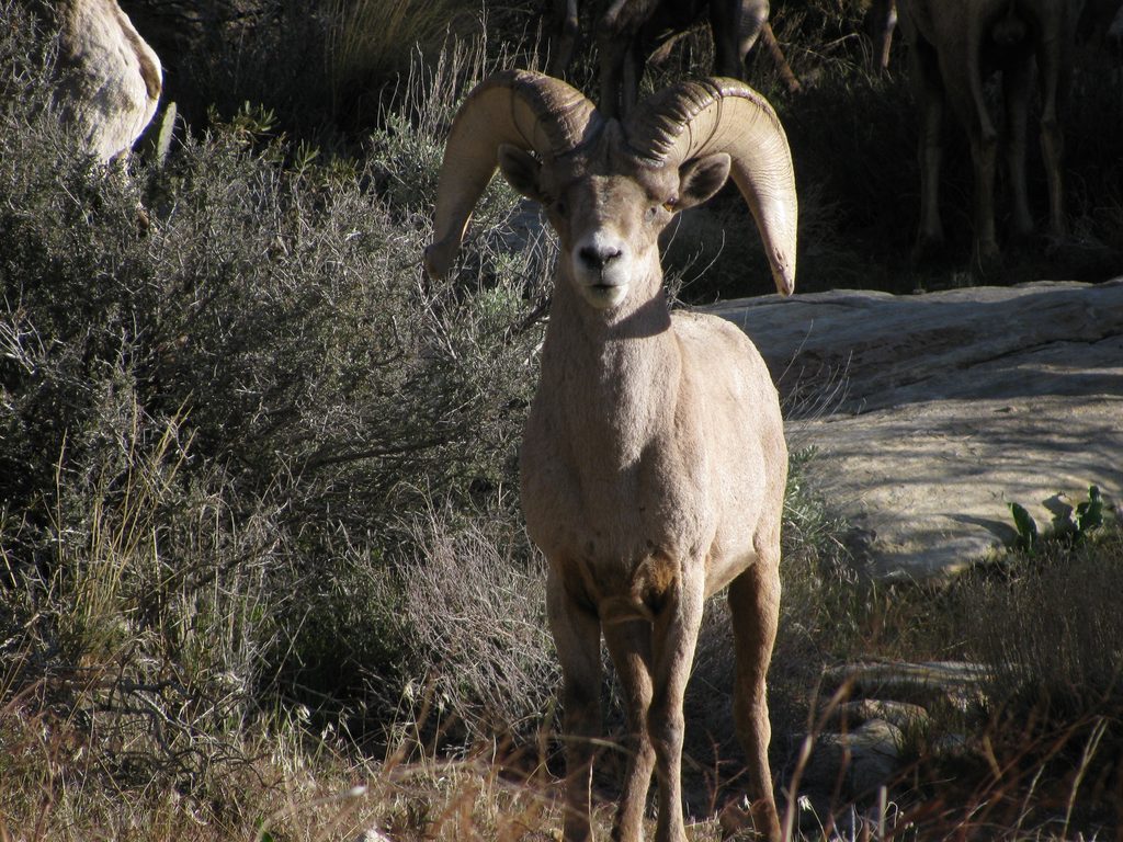 Big Horn Sheep (Category:  Rock Climbing)