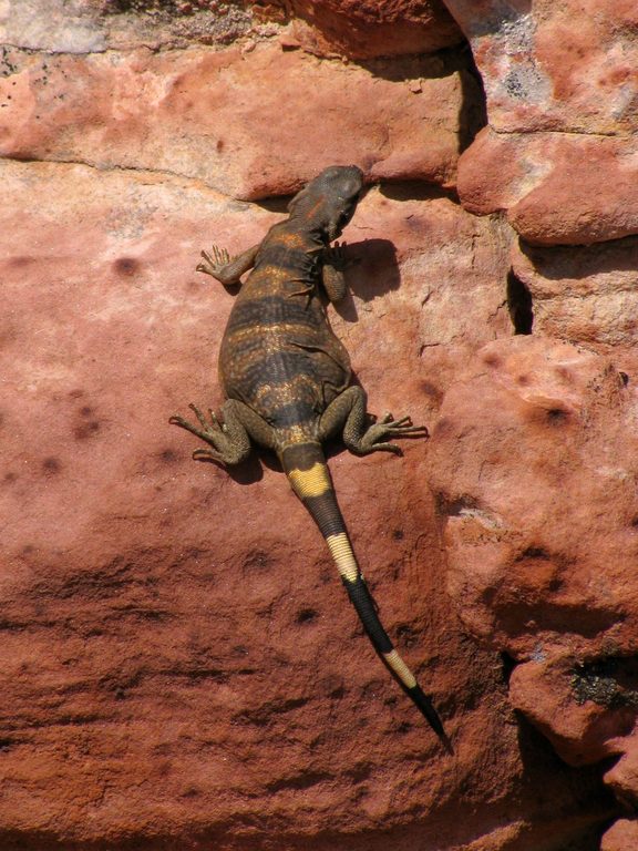 Chuckwalla! (Category:  Rock Climbing)