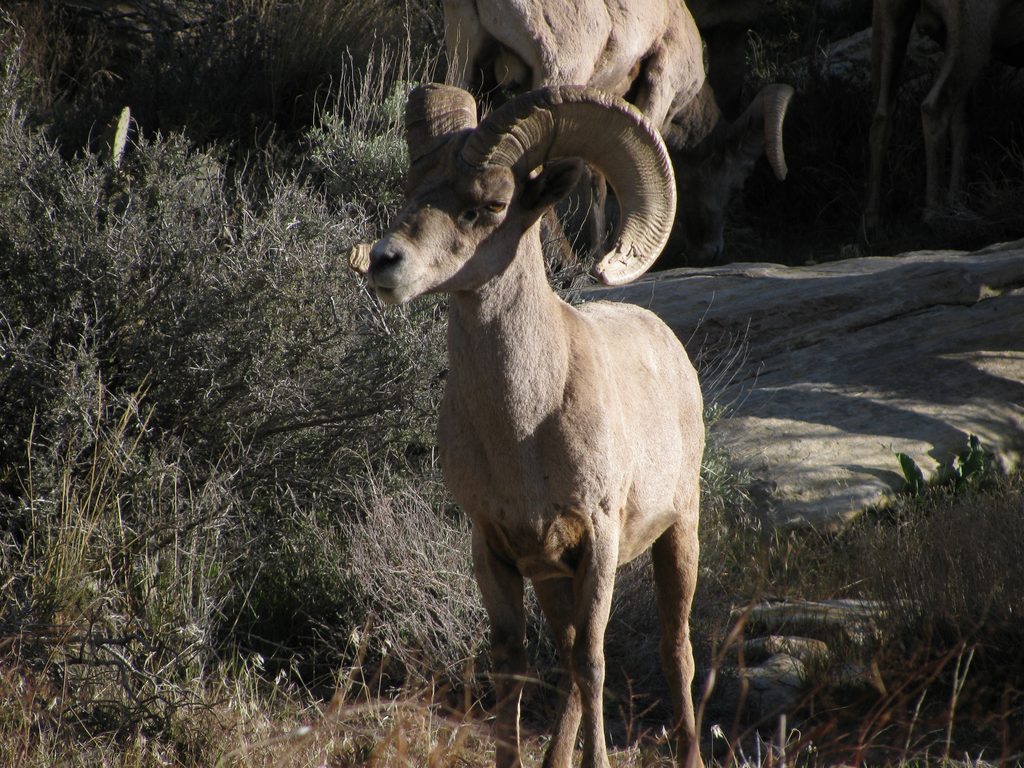 Big Horn Sheep (Category:  Rock Climbing)