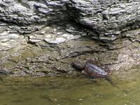 Beebe Lake Turtle (Category:  Photography)