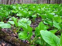 Field full of skunk cabbage at Buttermilk Falls. (Category:  Photography)