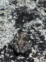 This toad was hanging out on pitch seven of Snake Dike. (Category:  Rock Climbing, Tree Climbing)