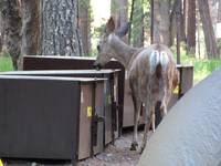 I didn't see any bears in Camp 4 this year.  Perhaps the deer scared them away. (Category:  Rock Climbing, Tree Climbing)