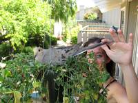 Jen and the very placid dove that nested in her hanging plant. (Category:  Rock Climbing, Tree Climbing)