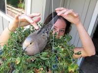 Jen and the very placid dove that nested in her hanging plant. (Category:  Rock Climbing, Tree Climbing)