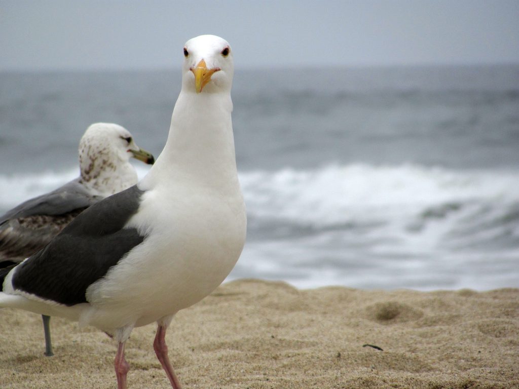 Seagulls (Category:  Rock Climbing, Tree Climbing)