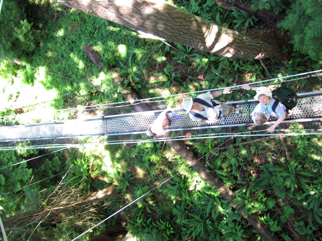 The whole family on the canopy walkway. (Category:  Rock Climbing, Tree Climbing)