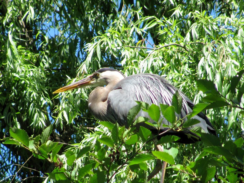 Heron (Category:  Rock Climbing, Tree Climbing)