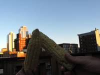 Rooftop dinner. (Category:  Rock Climbing, Tree Climbing)