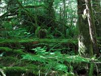 Gorgeous temperate rainforest. (Category:  Rock Climbing, Tree Climbing)