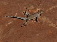 Desert fauna. (Category:  Rock Climbing, Tree Climbing)