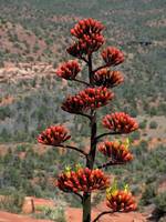 Desert flora. (Category:  Rock Climbing, Tree Climbing)