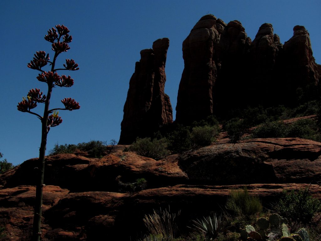 Cathedral Rocks (Category:  Rock Climbing, Tree Climbing)