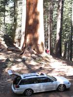 Subaru in Whitaker Forest. (Category:  Rock Climbing, Tree Climbing)