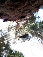 Molly ascending 236. (Category:  Rock Climbing, Tree Climbing)