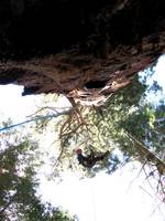 Molly ascending 236. (Category:  Rock Climbing, Tree Climbing)