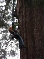 Dave jugging. (Category:  Rock Climbing, Tree Climbing)