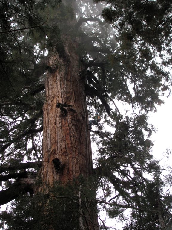 Dave jugging. (Category:  Rock Climbing, Tree Climbing)