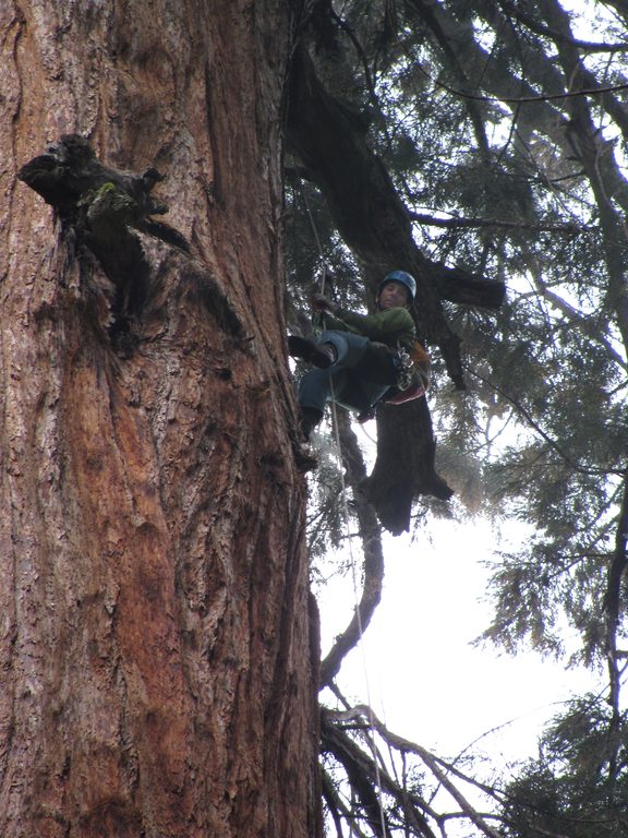 Dave jugging. (Category:  Rock Climbing, Tree Climbing)