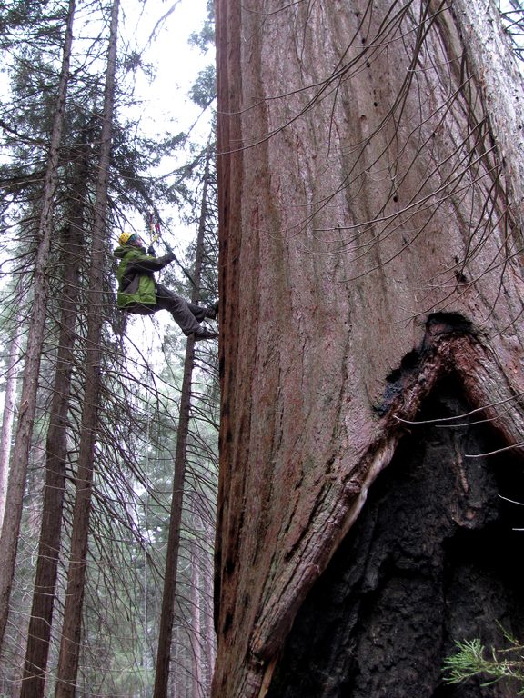 Liz jugging. (Category:  Rock Climbing, Tree Climbing)