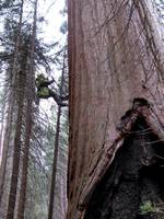 Liz jugging. (Category:  Rock Climbing, Tree Climbing)