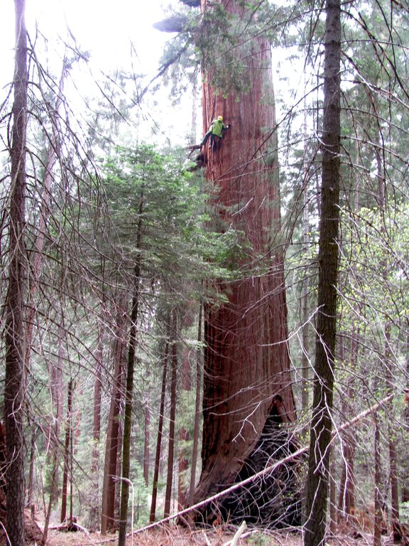 Liz jugging. (Category:  Rock Climbing, Tree Climbing)