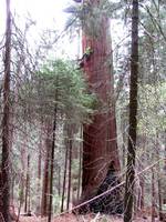 Liz jugging. (Category:  Rock Climbing, Tree Climbing)