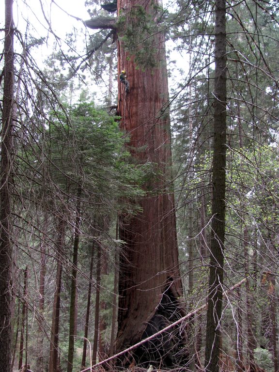 Trevor jugging. (Category:  Rock Climbing, Tree Climbing)