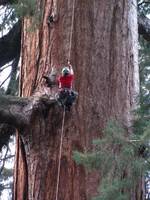 Is Tara little, or is the tree big? (Category:  Rock Climbing, Tree Climbing)