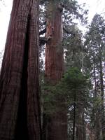 Both! (Category:  Rock Climbing, Tree Climbing)