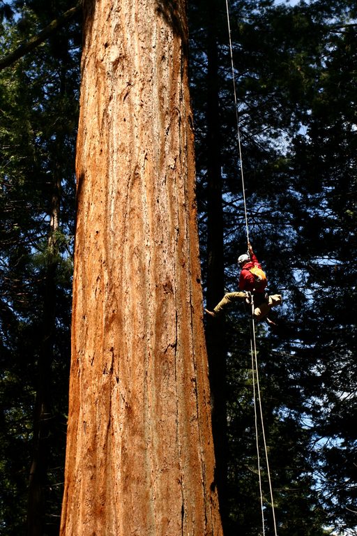 I'm jugging tree 236 just as the sun hits it in the morning. (Category:  Rock Climbing, Tree Climbing)