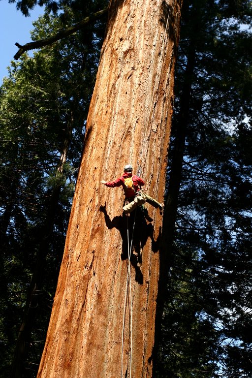 I'm jugging tree 236 just as the sun hits it in the morning. (Category:  Rock Climbing, Tree Climbing)