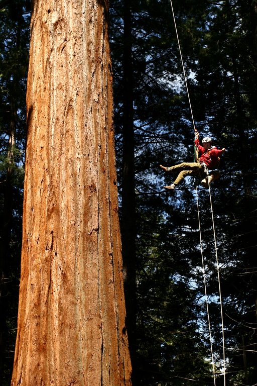 I'm jugging tree 236 just as the sun hits it in the morning. (Category:  Rock Climbing, Tree Climbing)