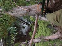 View down from one of the lowest branches on tree 236. (Category:  Rock Climbing, Tree Climbing)