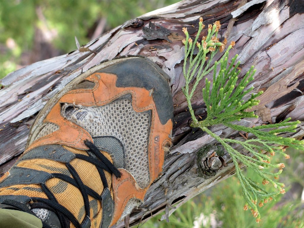 These shoes don't have too many more trips left in them.  I need another photogenic pair of shoes. (Category:  Rock Climbing, Tree Climbing)