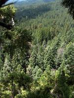 View of California's central valley from the top of an old growth Giant Sequoia. (Category:  Rock Climbing, Tree Climbing)