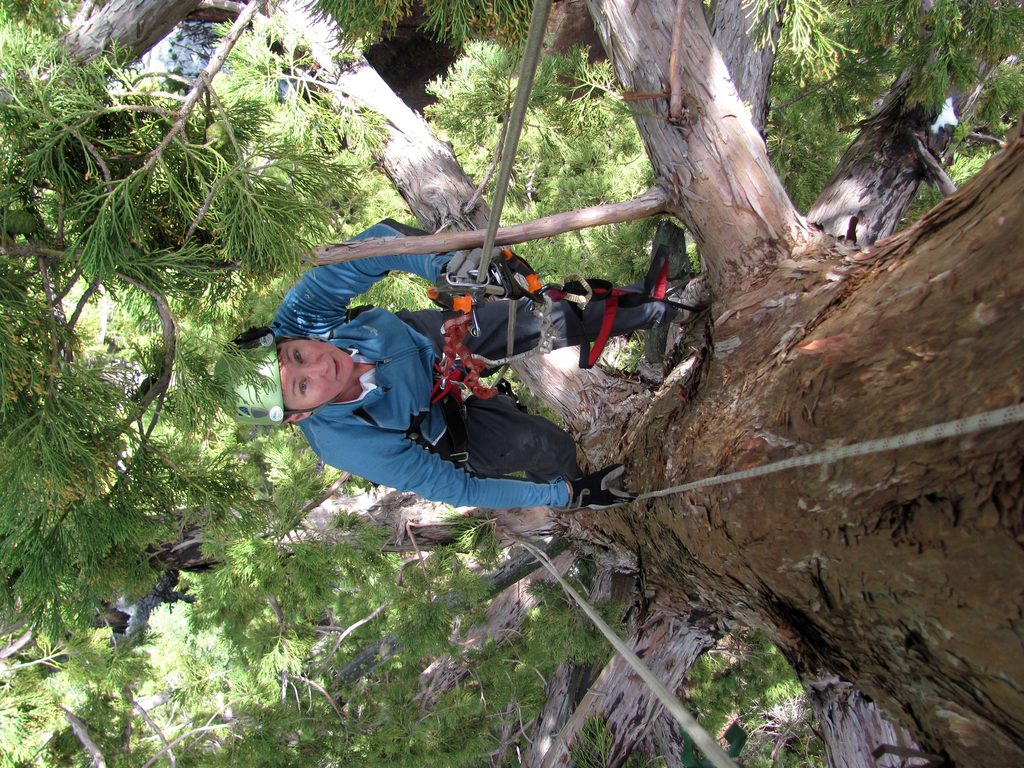 Tammy coming up into the tree. (Category:  Rock Climbing, Tree Climbing)