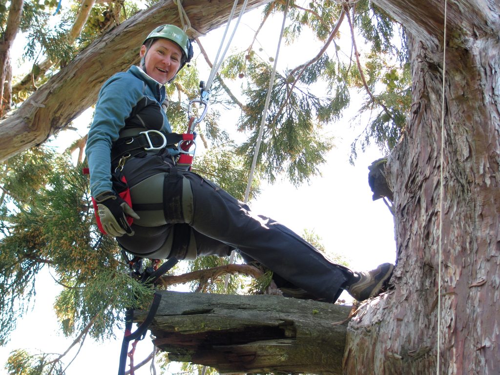 Tammy up in the tree. (Category:  Rock Climbing, Tree Climbing)