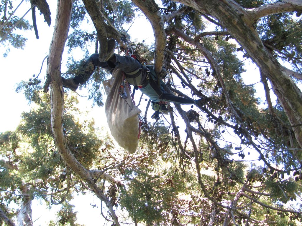 Stretching to collect cones. (Category:  Rock Climbing, Tree Climbing)