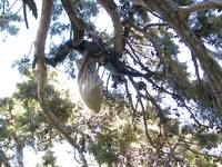 Stretching to collect cones. (Category:  Rock Climbing, Tree Climbing)