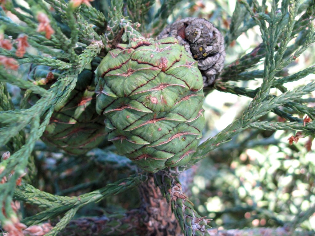 Giant Sequoia seed cone.  Though this one is probably too immature to produce viable seeds. (Category:  Rock Climbing, Tree Climbing)