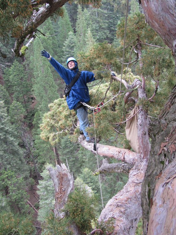 Dave either reaching for a seed cone or posing for the camera.  You decide. (Category:  Rock Climbing, Tree Climbing)