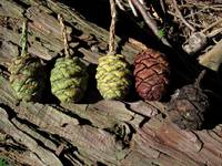 Giant Sequoia seed cones. (Category:  Rock Climbing, Tree Climbing)