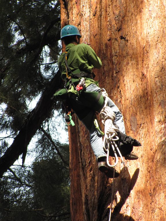 Dave jugging. (Category:  Rock Climbing, Tree Climbing)