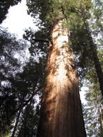 Dave rappelling out of a tree. (Category:  Rock Climbing, Tree Climbing)