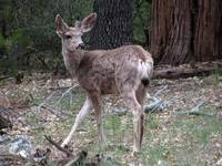 Mule deer (Category:  Rock Climbing, Tree Climbing)